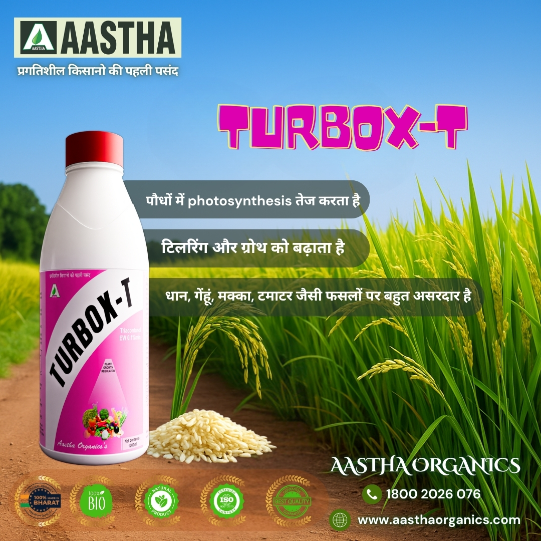 धान की खेती में एक नई क्रांति: आस्था ऑर्गेनिक्स द्वारा टर्बोक्स-टी - भारतीय किसानों की असली ताकत 